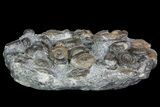 Dactylioceras Ammonite Cluster - Isle of Skye, Scotland #92586-1